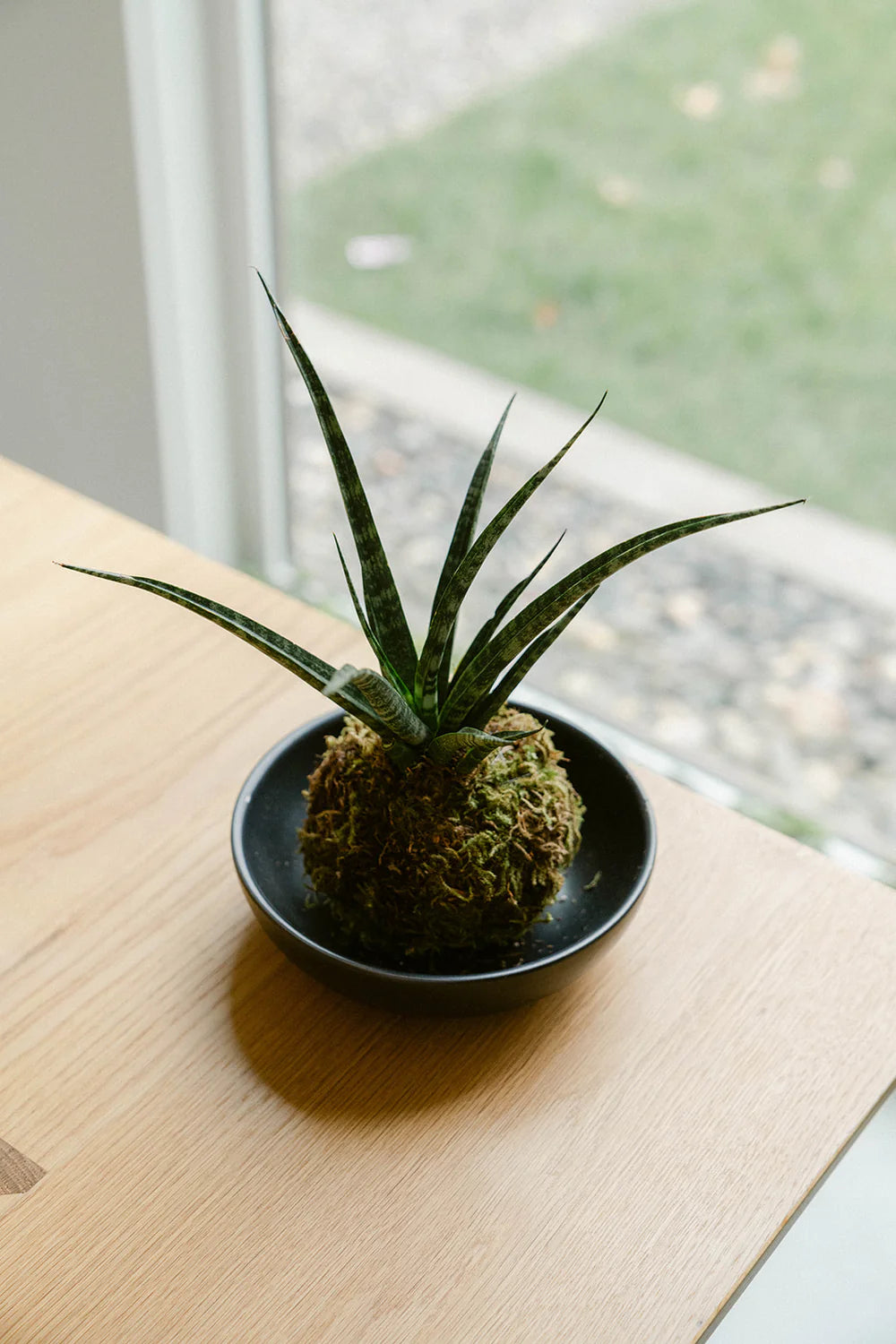 Sansevieria Kokedama
