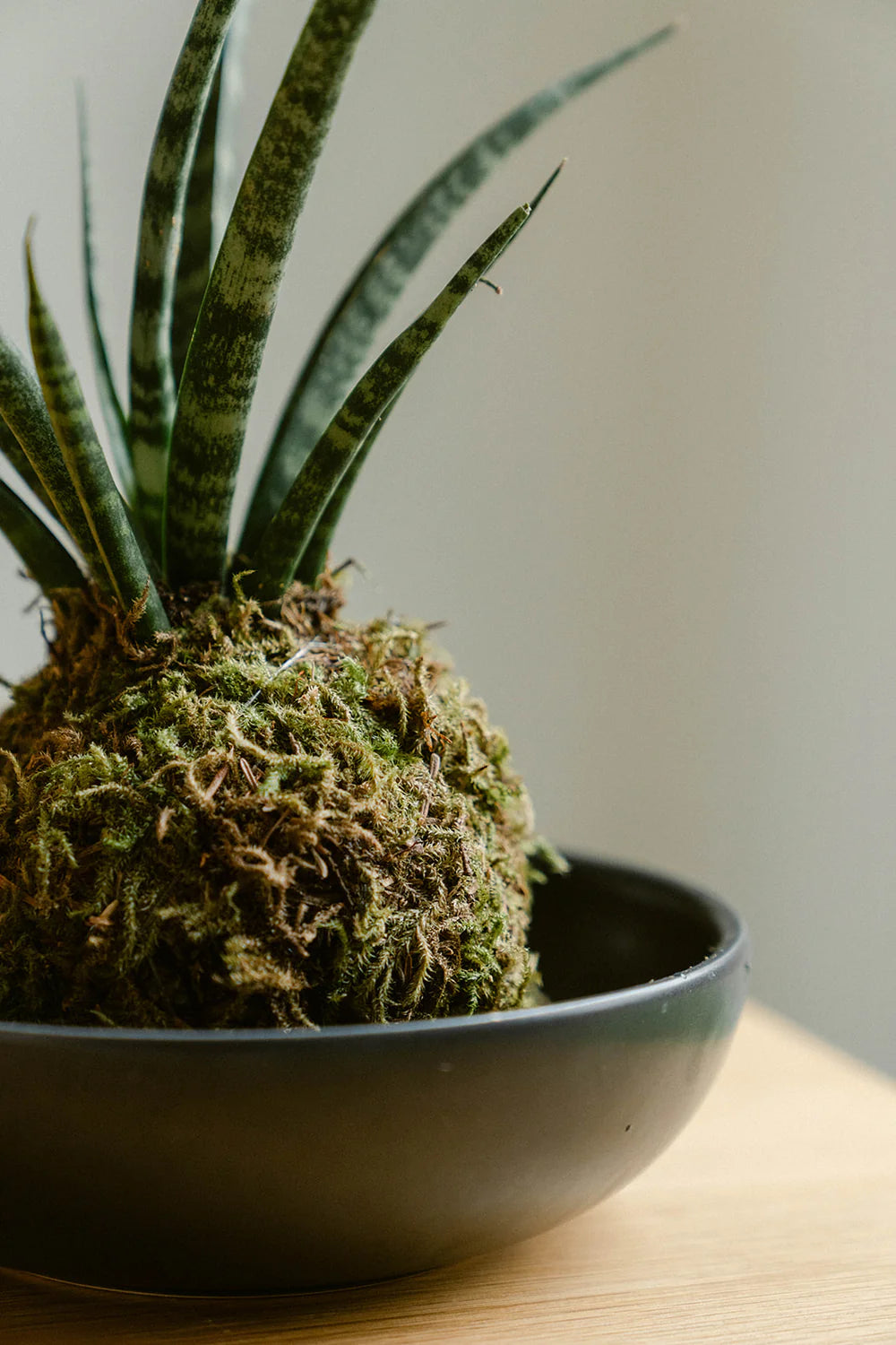 Sansevieria Kokedama
