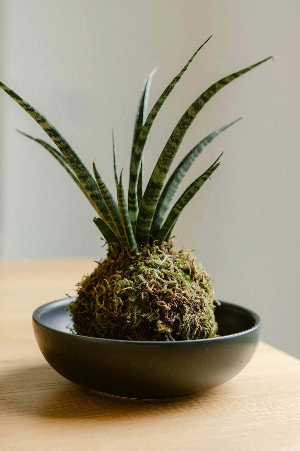 Sansevieria Kokedama
